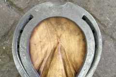 IMG-20210210-WA0011